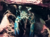Florida blue crayfish - rÄ™ce opadajÄ…