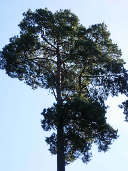 Trees in RogÃ³w Arboretum