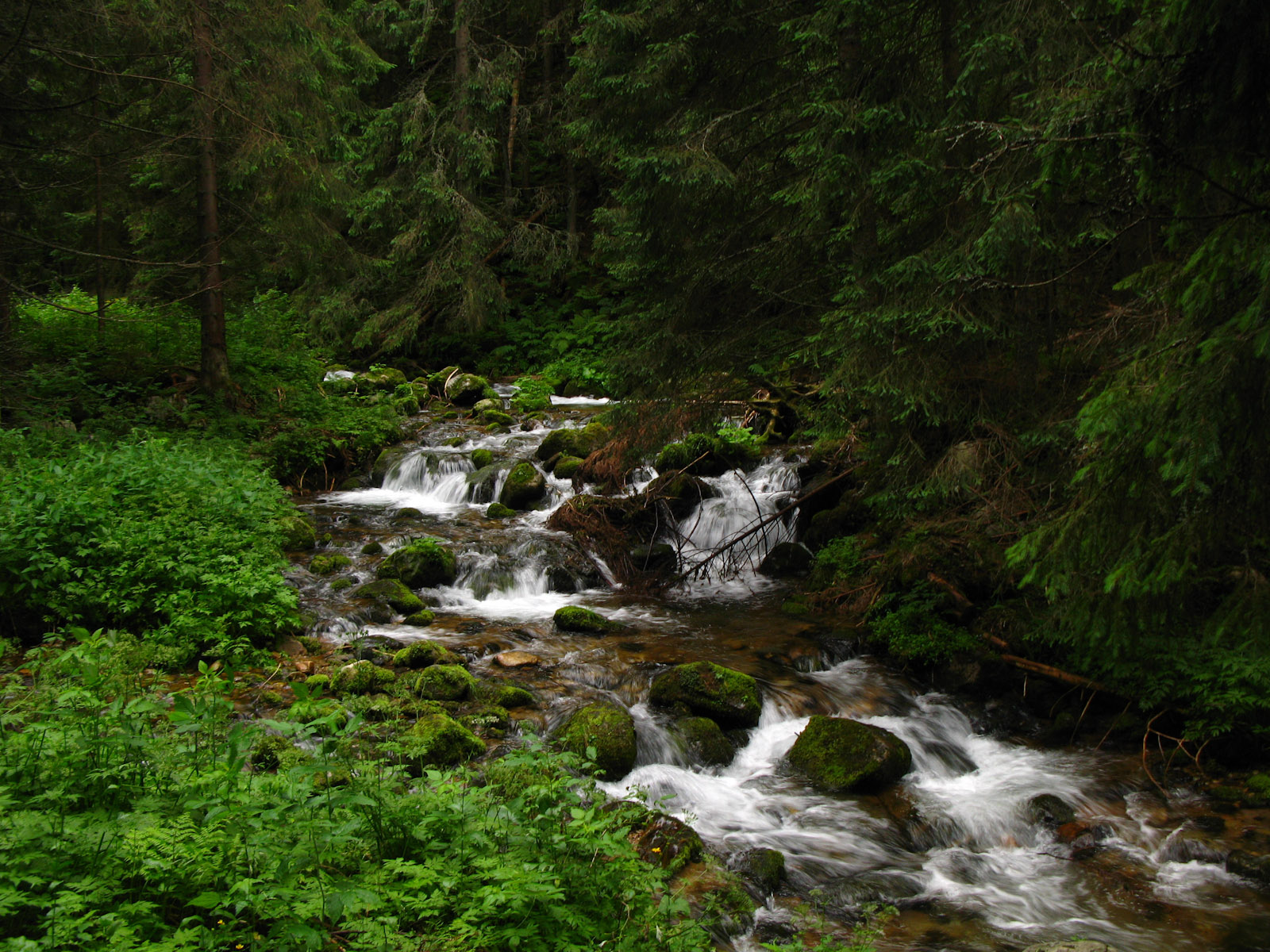 A stream in Polish Tatra