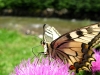 Old World Swallowtail (Papilio machaon), MaÅ‚e Ciche, Poland
