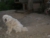 Our dog - Tatra Shepperd