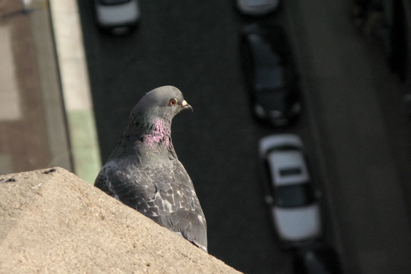 Pigeon from the tower of Basilica St. Elisabeth